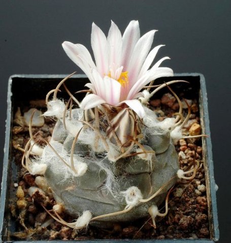 Turbinicarpus_macrochele_ssp_frailensis